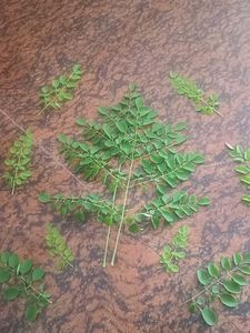 Fresh Moringa Leaves