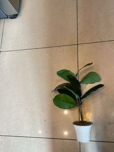 Artificial Plants