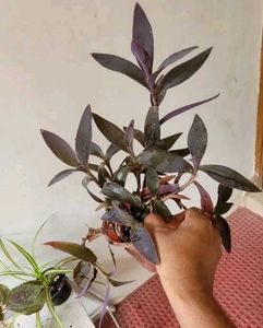 Set 3 Heart' Purple 💜 &amp; Pandanus&amp; Colous Plant