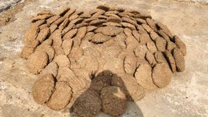 Cow Dung