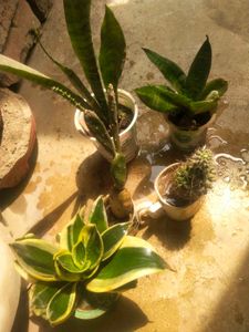All 5 Variety Permanant Showing Plant