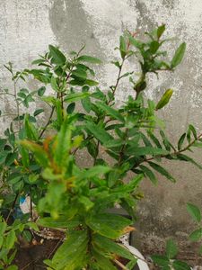 Pomegranate Live Plant Red Fruit