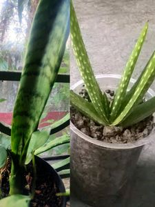 Snake Plant And Aloevera Combo 🥰 (SAPLINGS).