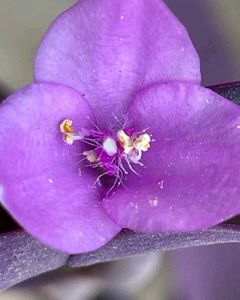 Purple Heart Plant