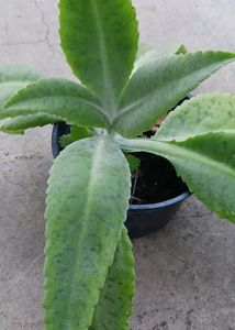 Donkey Ear Succulent Small Plant