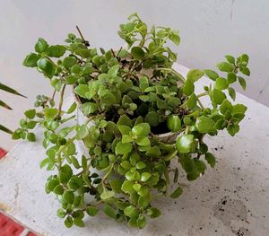 Pilea Depressa/Plant 🌵 & pot