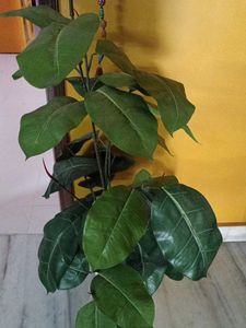 Artificial Plant with big leaves - 42 inches