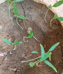 Baby 🌶️Chilli Plant 🌿
