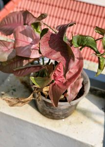 Set Of 3 Well Rooted Pink Synchonium Plants