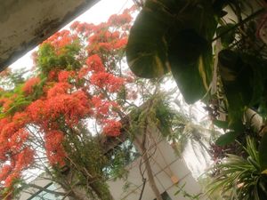 Big Size Leaf Money Plant Cutting