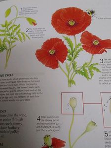 Encyclopedia For Children