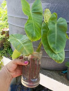 Combo of 2 Plants