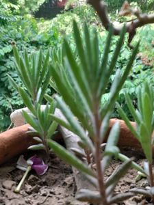 Rooted Small Kalanchoe Delagoensis (Mother of mill