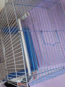 Cage For Birds