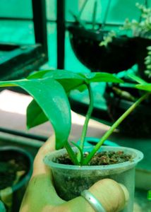 Florida Beauty Variegated Plant For Sale