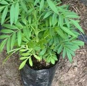 Vegetable &amp; Flower Plants (Set of 7)