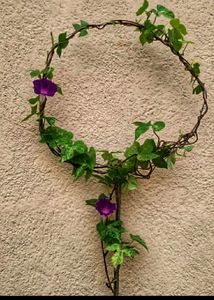 Variegated Morning Glory