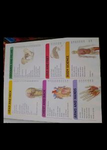 Knowledge Encyclopedia Human Body