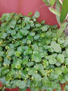 Plants