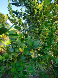 Myrrh lemon plant (gondhoraj lebu)
