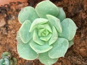Succulent Plants
