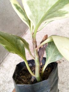 Most Sought Plants Combo