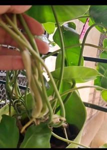 Philodendron Burle-marxii