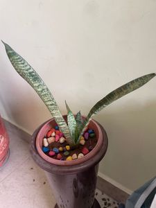 Live Plant For Sale - 6 Nos