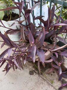 Purple Heart Plant