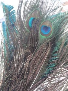 natural peacock feathers (15)