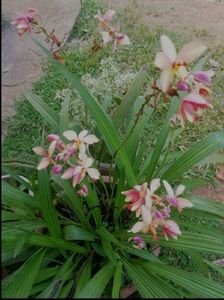 Ground Orchid