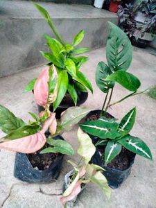 Air Purifying Mix Plants