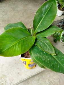 Banana ,Fishbone Cactus N Aglonema Combo