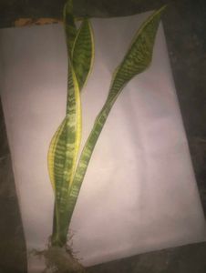Sansevieria Plant