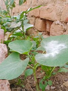 Pumpkin 🎃 Plant 🌵 Under 10 Cm
