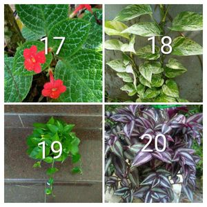 you can select 10 Live Root plants