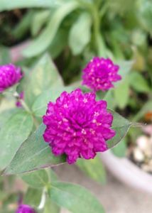 Globe Amaranth Plant Dried Flowers