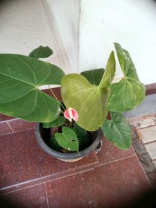 10 Live Root Plants