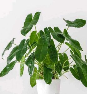 Philodendron Burle Marx Plant