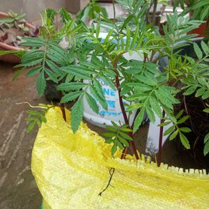 Facewash With Plants