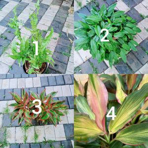 You Can Select 12 Live Root Plants