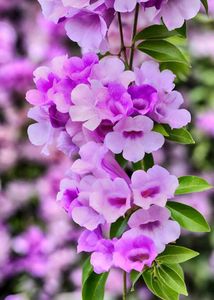 Garlic Vine plant Pack Of 3