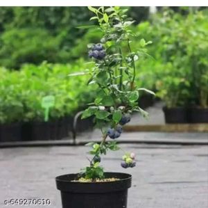 hybrid blue berry 🫐  plant easily grow in