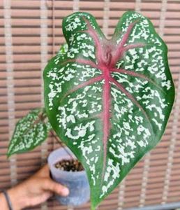 combo 6 plants @low price