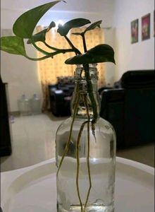 Money Plant Cuttings Only . Bottle/Pot Without