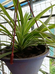 Spider Plant