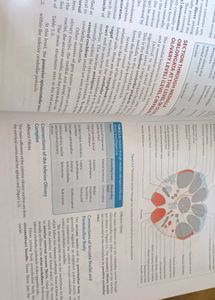 Human Neuroanatomy Textbook