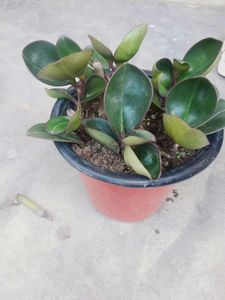 Compo 2 Variegated Baby Rubber Plant