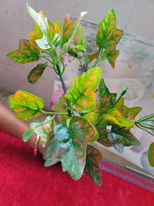 Green Leaf Bunch