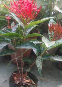 Red Xlora Plant